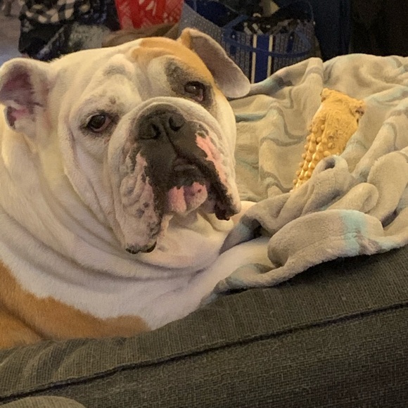 Mother of Bulldogs - Picture 2 of 8